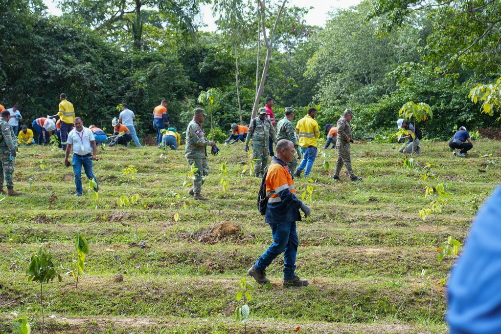 Reforestación