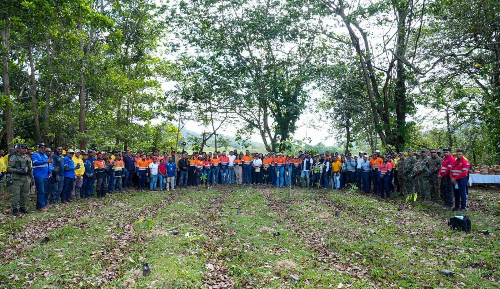 Jornada de reforestación con 1,800 árboles en la provincia Sánchez Ramírez